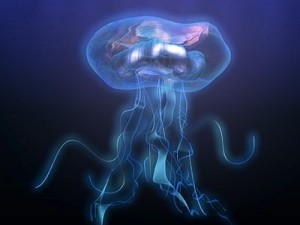 jellyfish 3D Model