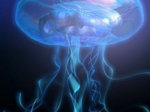 jellyfish 3D-Modell
