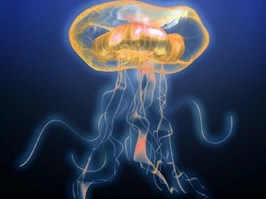 jellyfish 3D-Modell