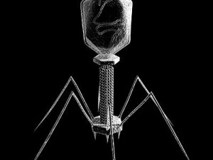 Bakteriophagenvirus 3D Modell