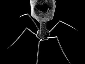 バクテリオファージウイルス 3Dモデル