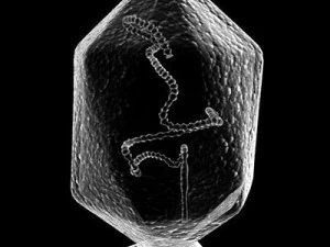 バクテリオファージウイルス 3Dモデル