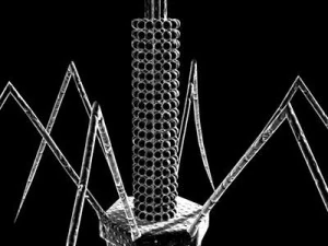 バクテリオファージウイルス 3Dモデル