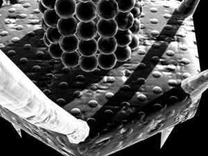 バクテリオファージウイルス 3Dモデル