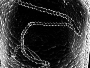 バクテリオファージウイルス 3Dモデル