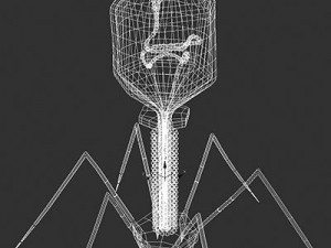 bacteriophage virus 3D Модель
