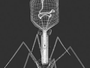 バクテリオファージウイルス 3Dモデル
