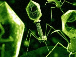 バクテリオファージウイルス 3Dモデル