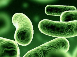 bacillus bacterium 3D Model