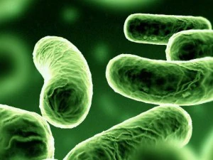 bakteria Bacillus Model 3D