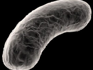 bacillus bacterium 3Dモデル