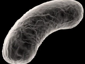 bakteria Bacillus Model 3D