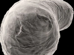 bakteria Bacillus Model 3D