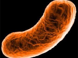 bacillus bacterium 3Dモデル