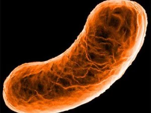 bakteria Bacillus Model 3D