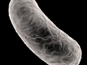 bacillus bacterium 3Dモデル