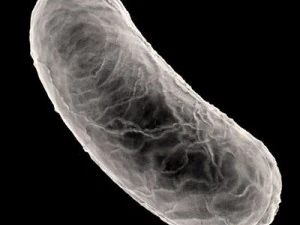 bakteria Bacillus Model 3D