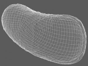 bakteria Bacillus Model 3D
