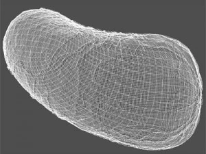 bakteria Bacillus Model 3D
