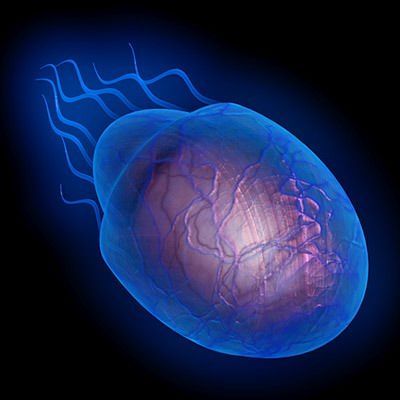 jellyfish2 3D मॉडल .c4d .max .obj .3ds .fbx .stl .blend 