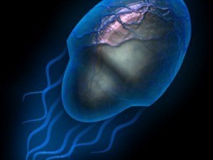 jellyfish2 3D मॉडल