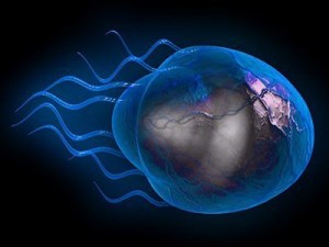 jellyfish2 3D मॉडल