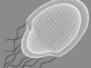 jellyfish2 3D मॉडल