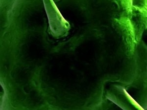 spherical virus cell Modelo 3D