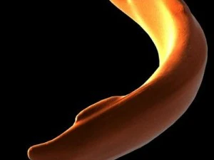 blood cells sickle anemia also 3D Model