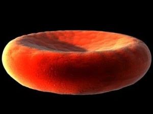 blood cells sickle anemia also 3D Model