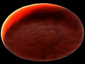 blood cells sickle anemia also 3D Model