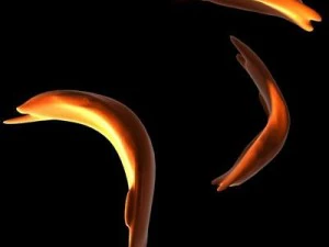 blood cells sickle anemia also 3D Model