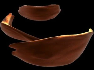 blood cells sickle anemia also 3D Model