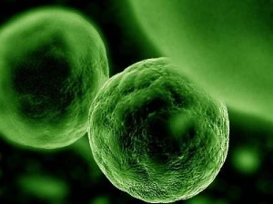 yumurtalık k&uuml;resel h&uuml;cre 3D Model