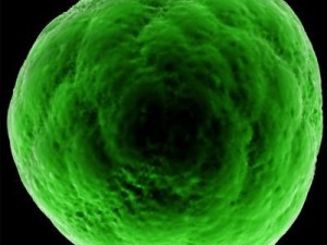 ovule spherical cell 3D Model