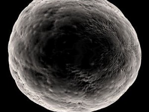 ovule spherical cell 3D Model