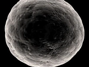 ovule spherical cell 3D Model
