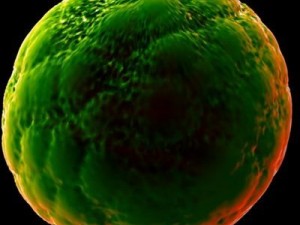 ovule spherical cell 3D Model