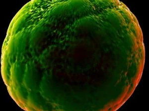 ovule spherical cell 3D Model