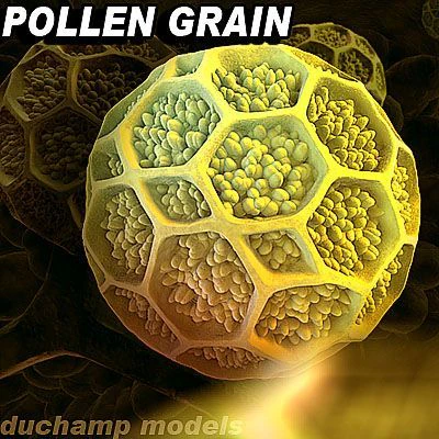 pollen grain 3D Model .c4d .max .obj .3ds .fbx .stl .blend 