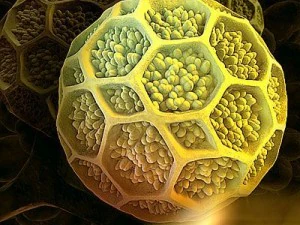 Pollenk&ouml;rner 3D Modell