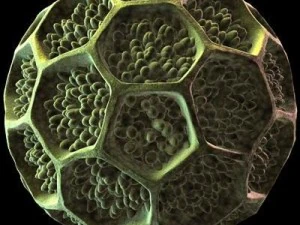 pollen grain 3D Model