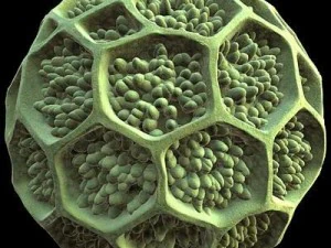 pollen grain 3D Model