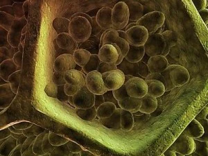 pollen grain 3D Model