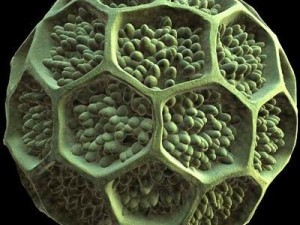 pollen grain Modelo 3D
