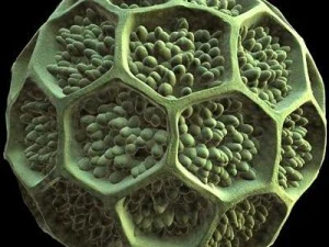 pollen grain 3D Model