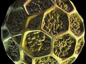 pollen grain 3D Model