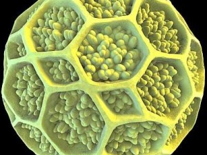 pollen grain Modelo 3D