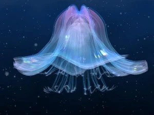animated jellyfish 3D Model