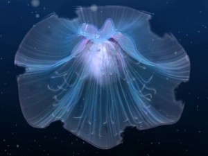 animated jellyfish Modelo 3D